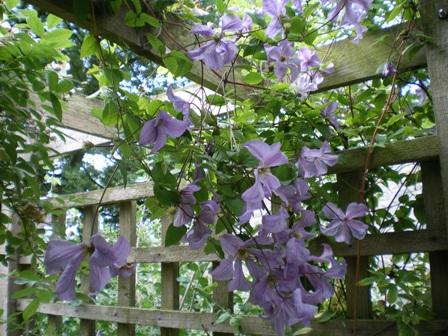 pergola plants