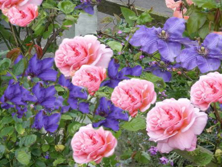 pergola-rose-clematis.jpg