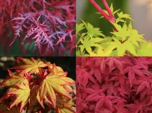 Stunning acers half price offer for autumn colour.