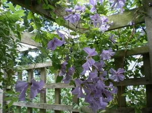 Pergola clematis purple