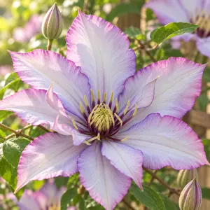 Plants-AI-Purple and white tinged pink clematis