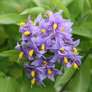 Plants-solanum purple
