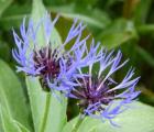 Centaurea: the beautiful colour and form of the perennial cornflower. 