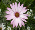 The perfectly formed osteospermum.