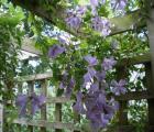 Pergola with purple clematis