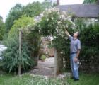 Pergola with climbing rose