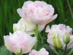 Plants-tulip Angelique