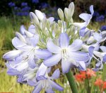 Plants-TM-agapanthus sea breeze