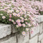 Plants-erigeron
