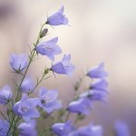 Plants-campanula rotundifolia