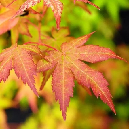 Orange Acer
