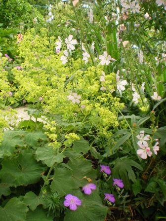 Copyright image:  Lime green plant alchemilla mollis with sidalcea and geranuim sanguinium. 