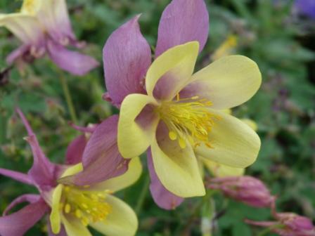 Copyright image:  Stunning purple and yellow aquilegia. 