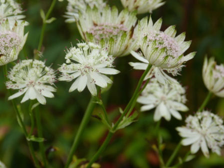 Copyright image:  Unusual and wonderful cream astrantia. 