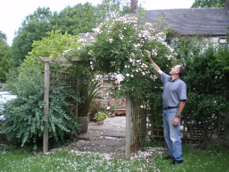 Copyright image: Pergola climbing plants: a vigorous pale pink rambler rose growing over a pergola.