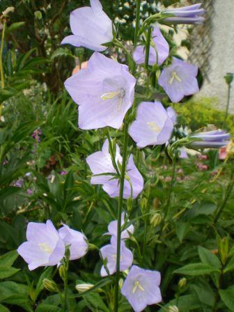 Copyright image:  True pale blue of the lovely campanula persicifolia. 