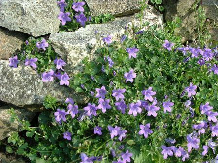 Copyright image:  The lovely purple rockery plant campanula portenschlagiana. 