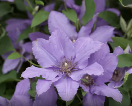 Blue clematis Parisienne