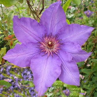 Copyright image: Purple clematis.