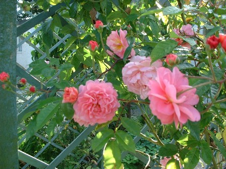 Copyright image: a beautiful, pink climbing rose growing up pergola trellis.