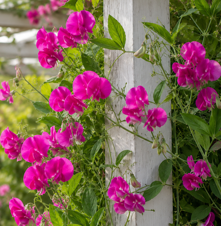 Copyright image: Deep pink lathyrus, everlasting sweet-pea, growing up a pergola post. Copyright image: Deep pink lathyrus, everlasting sweet-pea, growing up a pergola post.