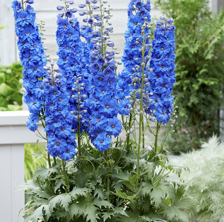 Beautiful electric blue delphinium.