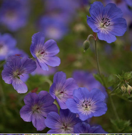 Geranium 'Rozanne'