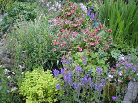 Copyright image:  Beautiful plant combinations: geum, salvia and golden marjoram.