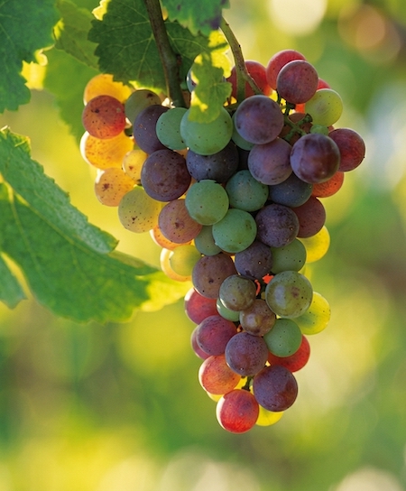 Plants-grape