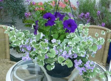 Copyright image: A hanging basket with purple petunias, blue bacopa and nepeta.