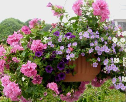 Copyright image: Gorgeous hanging basket with pink petunias, purple million bells and blue bacopa in a self-watering hanging basket.