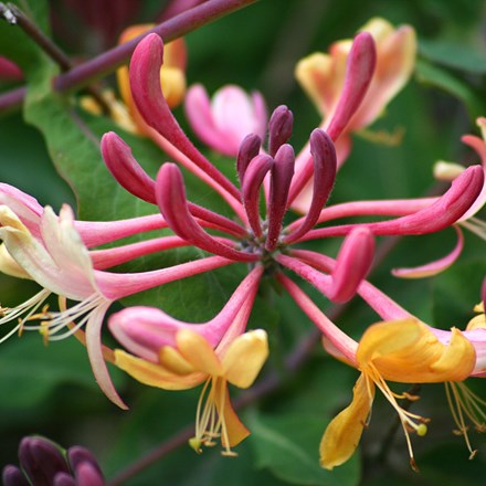 Romantic honeysuckle growing over a pergola.