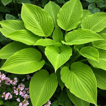 Copyright image. Perfect hosta with pink flowers. Preventing slug damage.