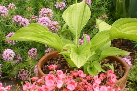 Copyright image: Lime green hosta and beautiful pink diascia.