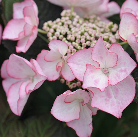 Hydrangea 'Sheila', a beautiful specimen.