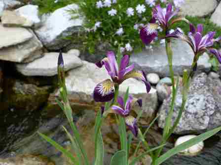 Copyright image:  Beautiful markings on a magenta purple siberian iris. 