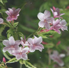Pergola climbing plants: the delicate and perfumed jasmine stephanense.