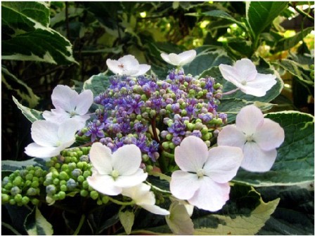 Plants-lacecap hydrangea