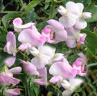 Pergola climbing plants: lathyrus or everlasting sweet pea.