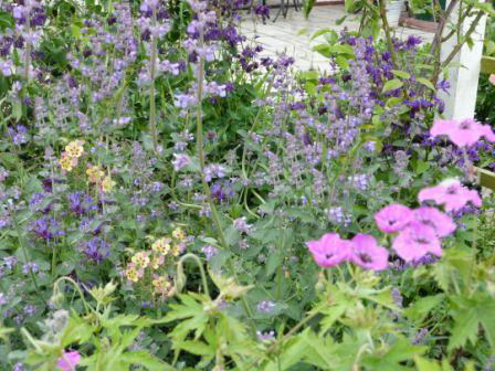 Copyright image:  Pale lilac nepeta with deep purple aquilegia and geranium psilostemon. 