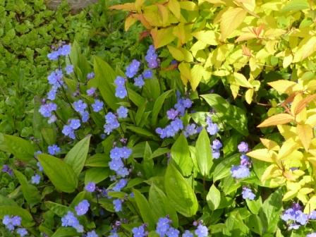 Beautiful blue omphalodes growing in combination with the vibrant yellow spirea