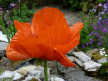 Copyright image:  Delicate petals on a fantastic orange poppy. 