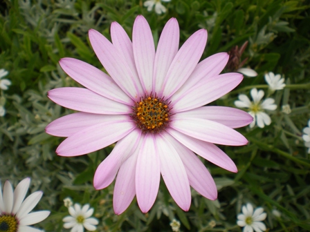 Copyright image:  The stunningly beautiful form of osteospurmum.