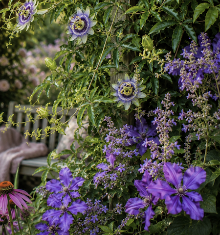 Copyright Image: Passion flower growing among purple clematis and pink and purple garden plants. Copyright Image: Passion flower growing among purple clematis and pink and purple garden plants.