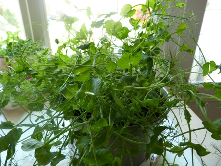 Copyright image: Pea shoots grown indoors.