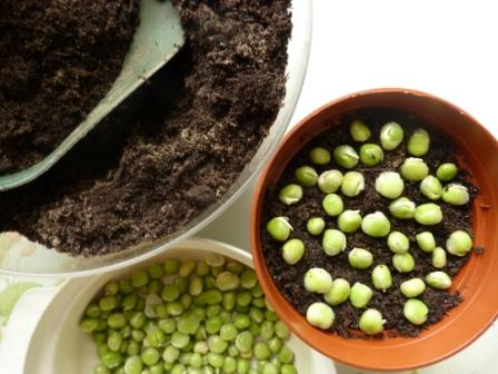 Copyright image: Growing pea shoots.