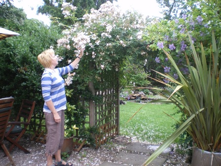 Copyright image: Pergola climbing plants: a vigorous pale pink rambler rose and a heavenly purple clematis growing over a pergola.