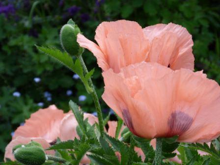Copyright image:  The most stunning coral pink poppy. 