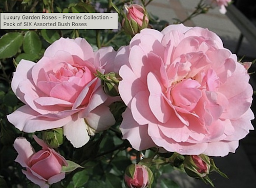 Beautiful pink rose as part of a six pack sale offer