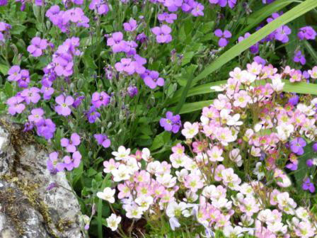 Copyright image:  Vibrant purple aubretia with pale pink saxifrage. 